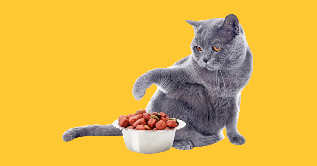 Kedi Maması