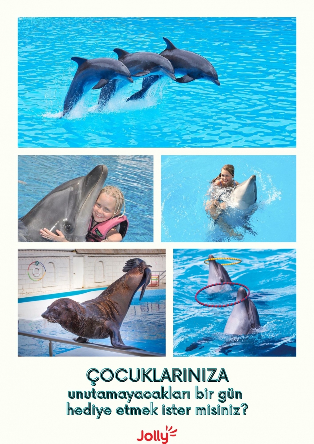 dolphin 2