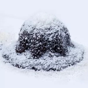 Coconut Volkano